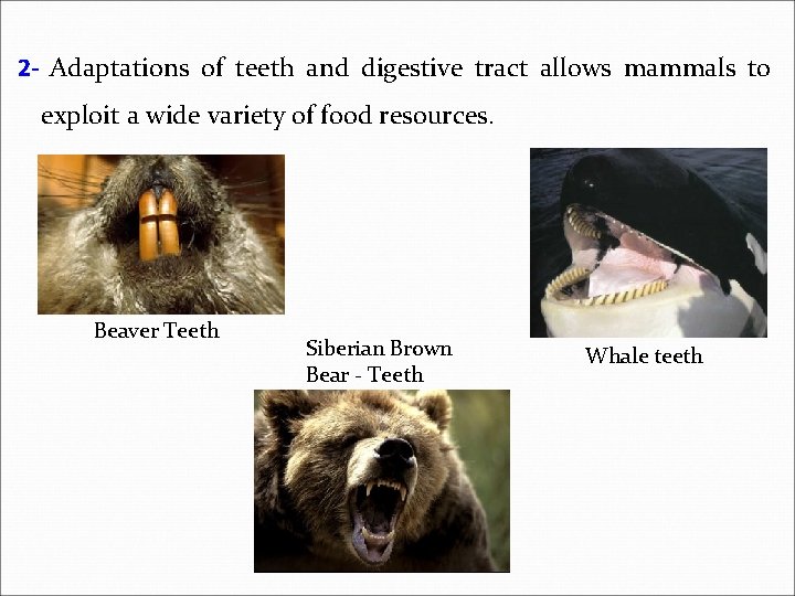 2 - Adaptations of teeth and digestive tract allows mammals to exploit a wide