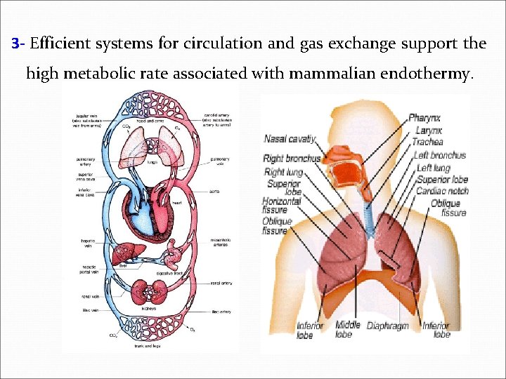 3 - Efficient systems for circulation and gas exchange support the high metabolic rate