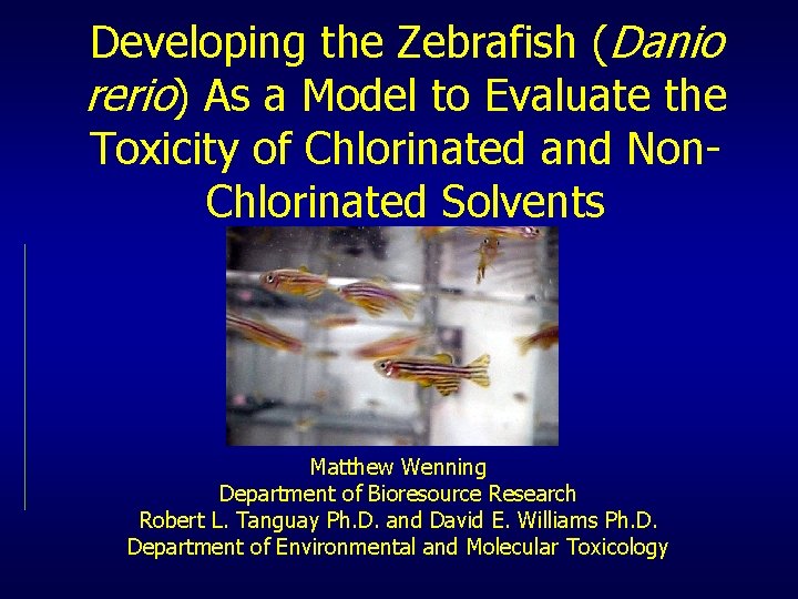 Developing the Zebrafish (Danio rerio) As a Model to Evaluate the Toxicity of Chlorinated