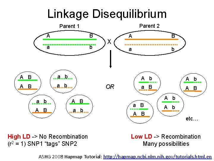 Linkage Disequilibrium Parent 2 Parent 1 A B a b X OR a b