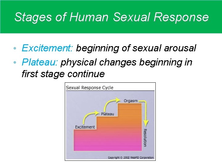 Stages of Human Sexual Response • Excitement: beginning of sexual arousal • Plateau: physical