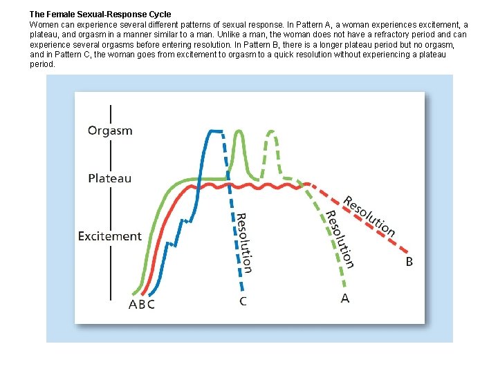 The Female Sexual-Response Cycle Women can experience several different patterns of sexual response. In
