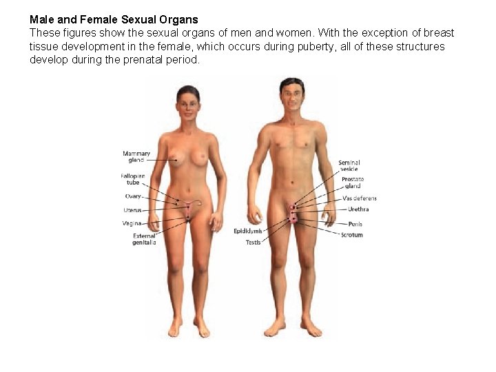 Male and Female Sexual Organs These figures show the sexual organs of men and