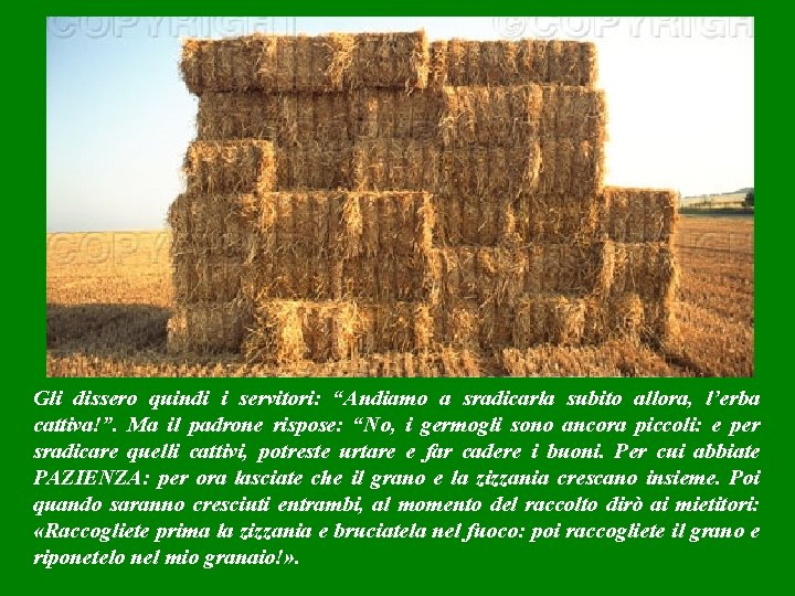 Gli dissero quindi i servitori: “Andiamo a sradicarla subito allora, l’erba cattiva!”. Ma il