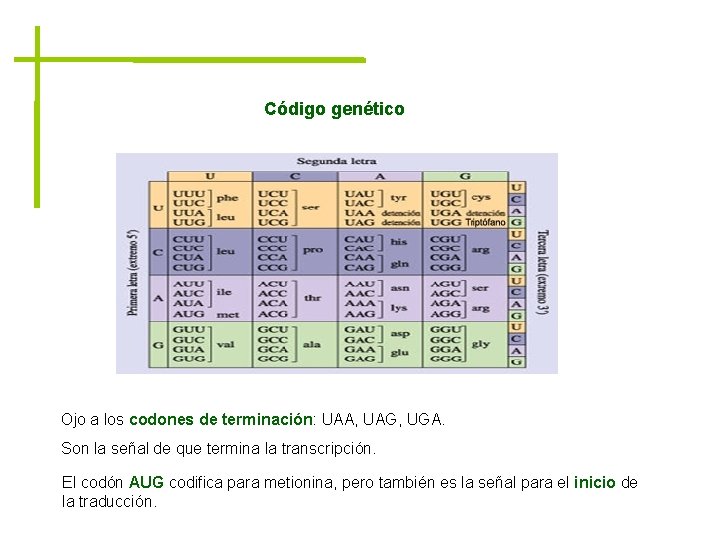 Código genético Ojo a los codones de terminación: UAA, UAG, UGA. Son la señal