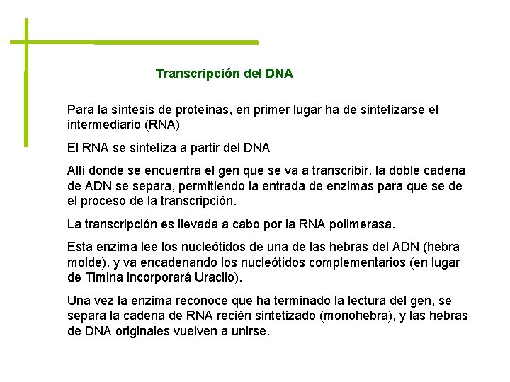 Transcripción del DNA Para la síntesis de proteínas, en primer lugar ha de sintetizarse