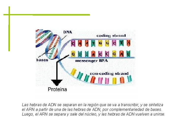 Las hebras de ADN se separan en la región que se va a transcribir,