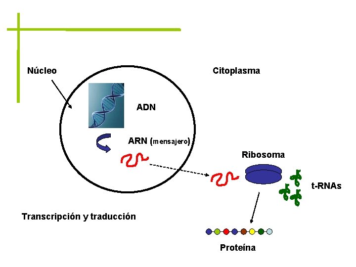 Núcleo Citoplasma ADN ARN (mensajero) Ribosoma t-RNAs Transcripción y traducción Proteína 