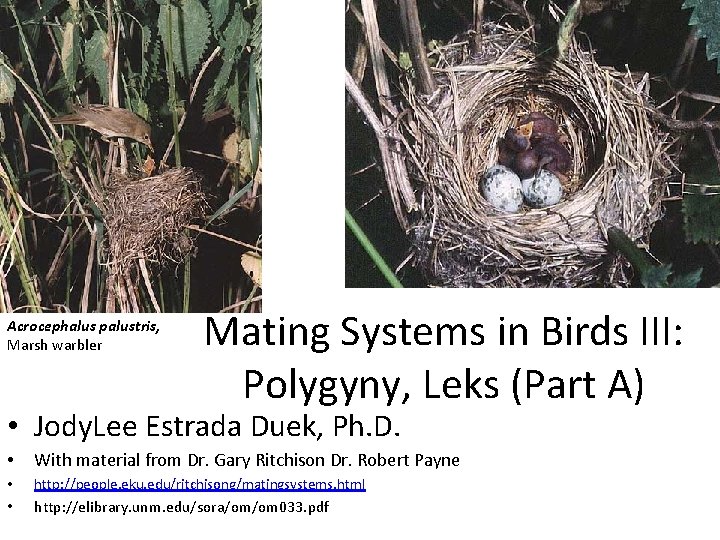 Acrocephalus palustris, Marsh warbler Mating Systems in Birds III: Polygyny, Leks (Part A) •