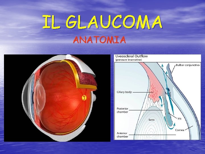 IL GLAUCOMA ANATOMIA 