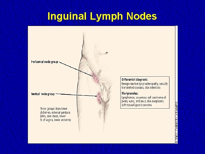 Inguinal Lymph Nodes 