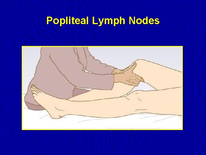 Popliteal Lymph Nodes 