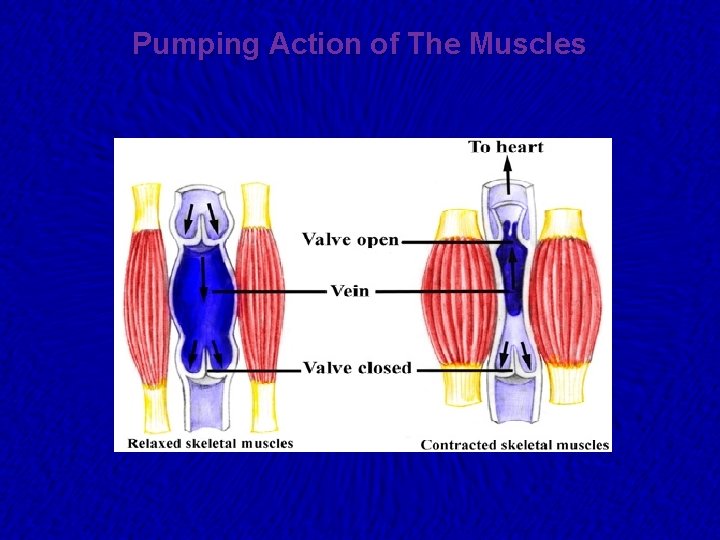 Pumping Action of The Muscles 