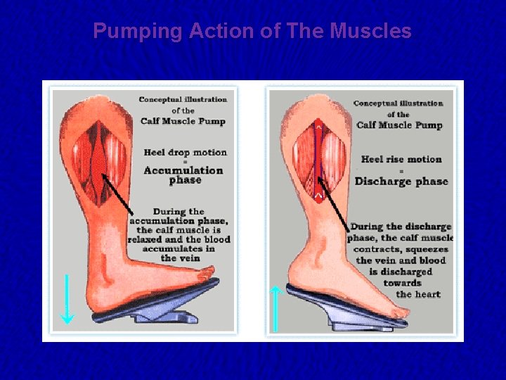 Pumping Action of The Muscles 