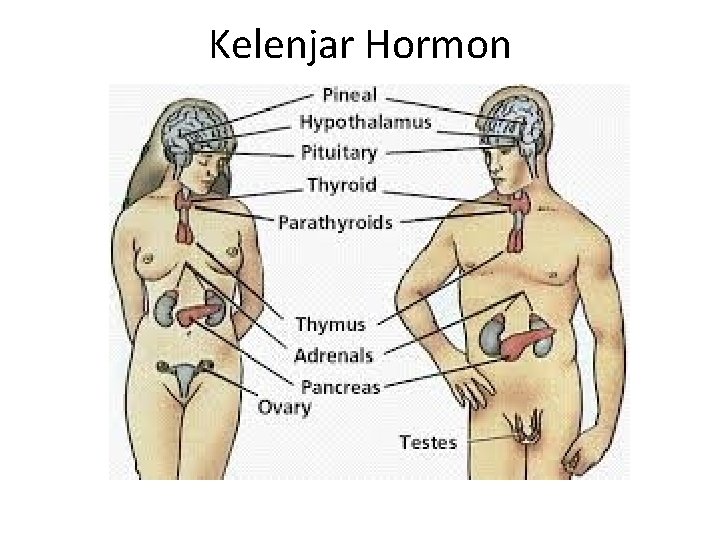 Kelenjar Hormon Kelenjar Hormon