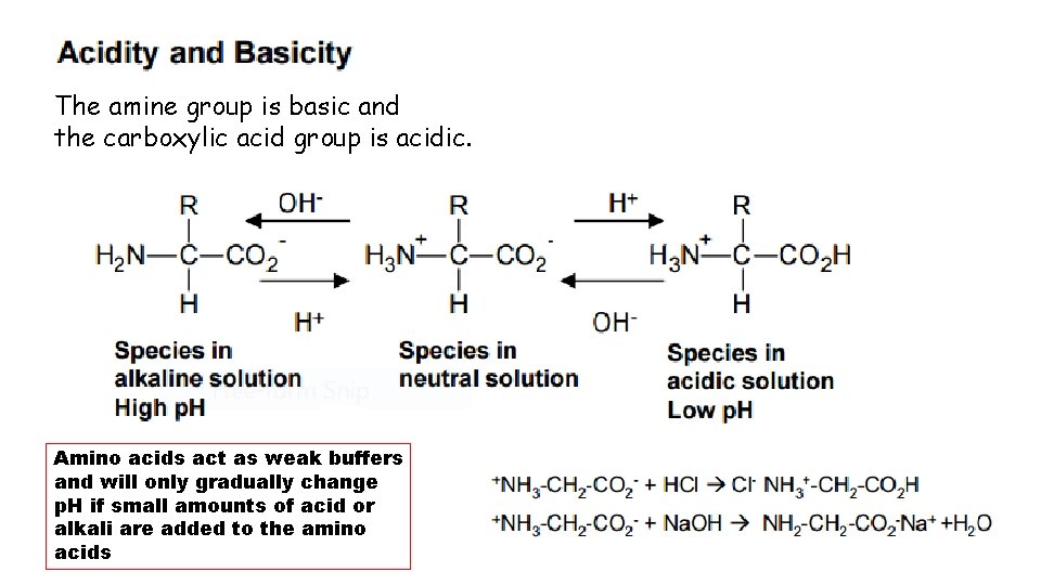 The amine group is basic and the carboxylic acid group is acidic. Amino acids