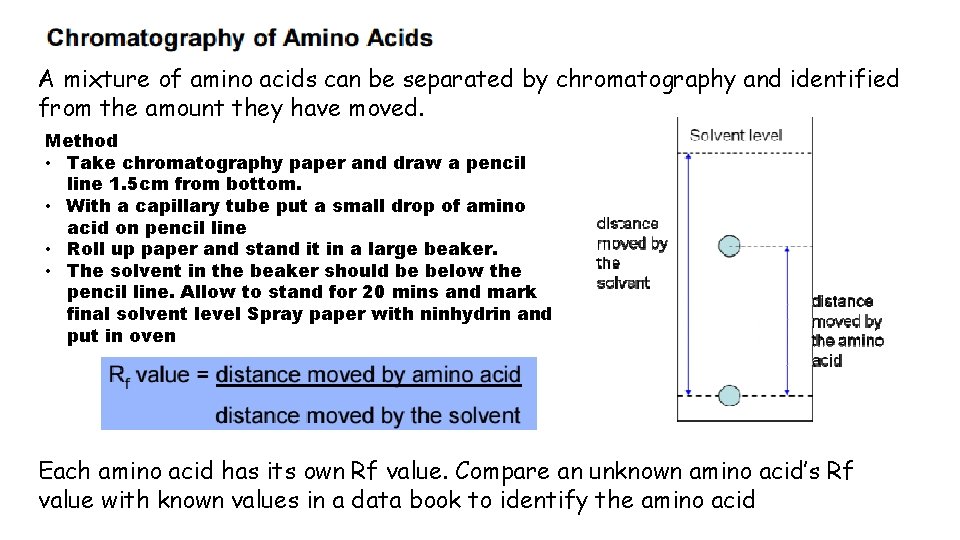 A mixture of amino acids can be separated by chromatography and identified from the