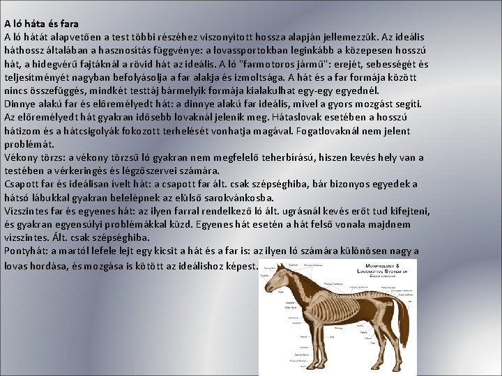 A ló háta és fara A ló hátát alapvetően a test többi részéhez viszonyított