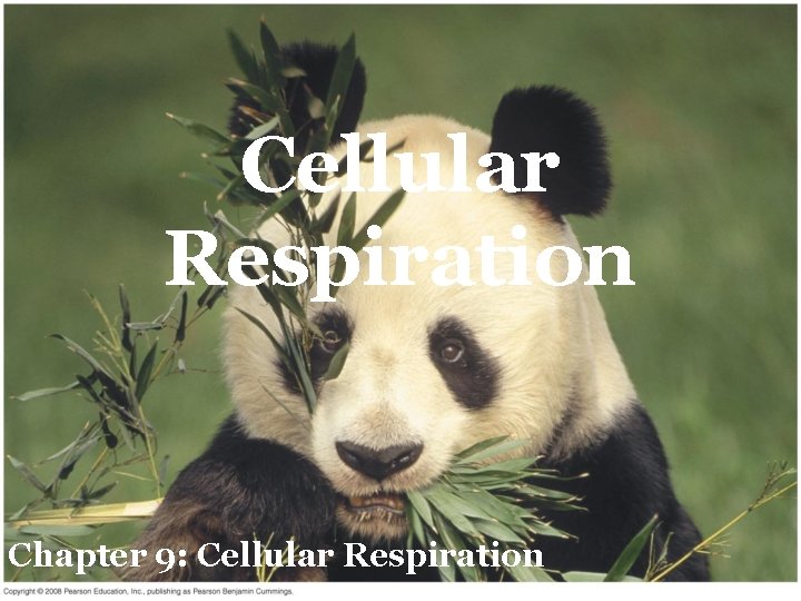 Cellular Respiration Chapter 9: Cellular Respiration 