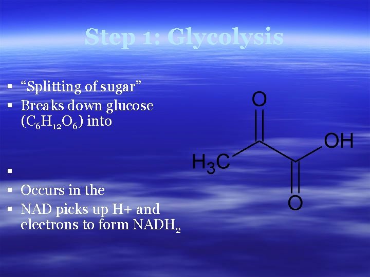 Step 1: Glycolysis § “Splitting of sugar” § Breaks down glucose (C 6 H