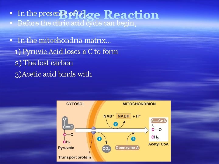 Bridge Reaction § In the presence of O 2, § Before the citric acid