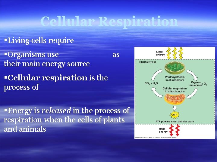 Cellular Respiration §Living cells require §Organisms use their main energy source as §Cellular respiration
