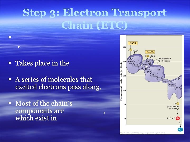 Step 3: Electron Transport Chain (ETC) § • § Takes place in the §