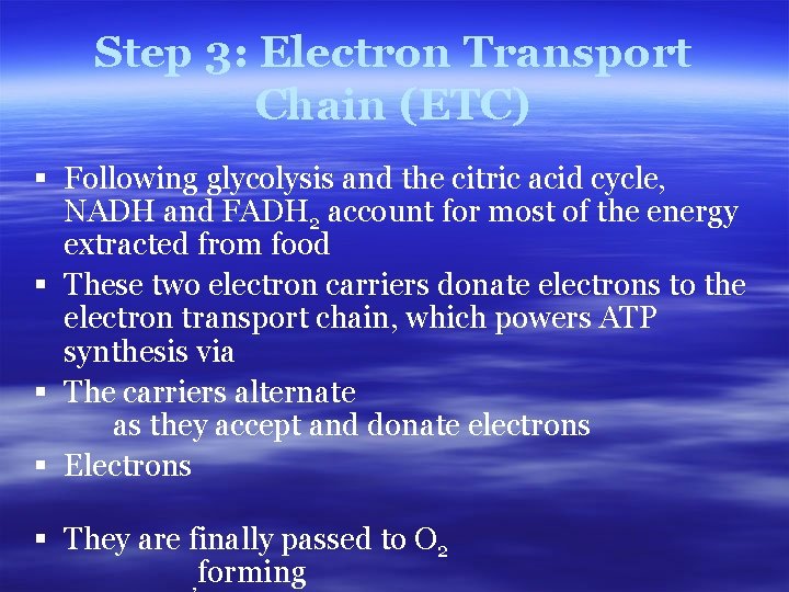 Step 3: Electron Transport Chain (ETC) § Following glycolysis and the citric acid cycle,