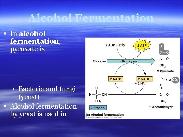 Alcohol Fermentation § In alcohol fermentation, pyruvate is • Bacteria and fungi (yeast) §
