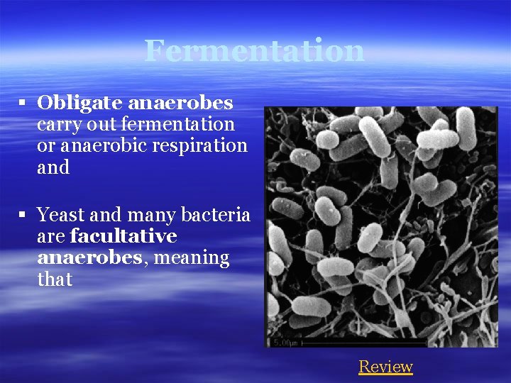 Fermentation § Obligate anaerobes carry out fermentation or anaerobic respiration and § Yeast and