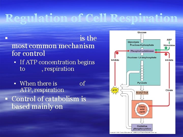 Regulation of Cell Respiration § is the most common mechanism for control • If