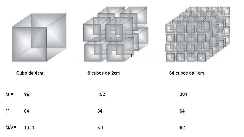 Cubo de 4 cm 8 cubos de 2 cm 64 cubos de 1 cm