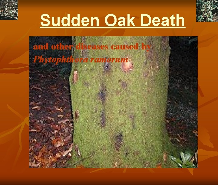 Sudden Oak Death and other diseases caused by Phytophthora ramorum 