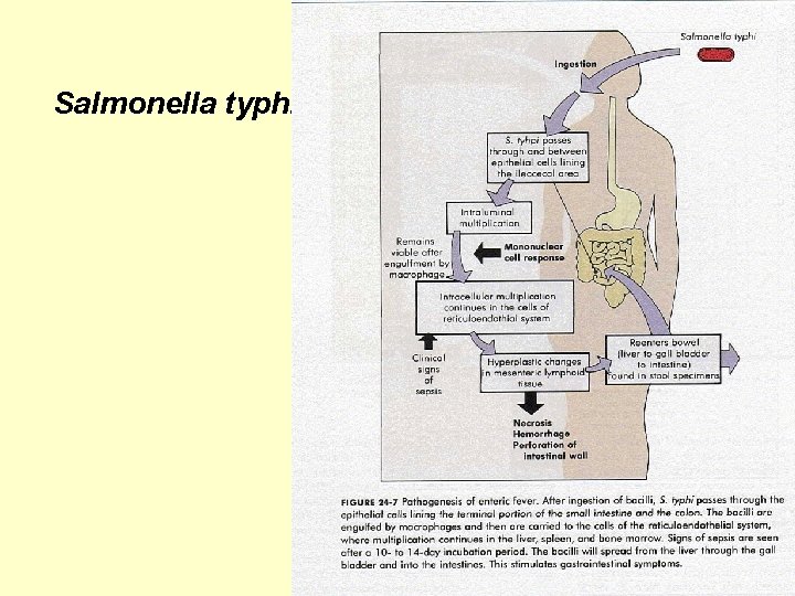 Salmonella typhi 