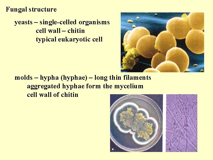 Fungal structure yeasts – single-celled organisms cell wall – chitin typical eukaryotic cell molds