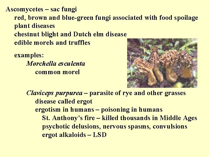 Ascomycetes – sac fungi red, brown and blue-green fungi associated with food spoilage plant