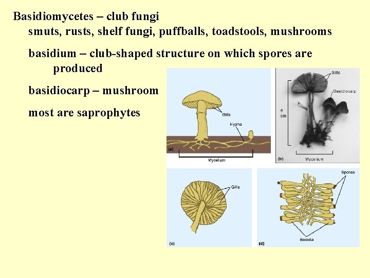 Basidiomycetes – club fungi smuts, rusts, shelf fungi, puffballs, toadstools, mushrooms basidium – club-shaped