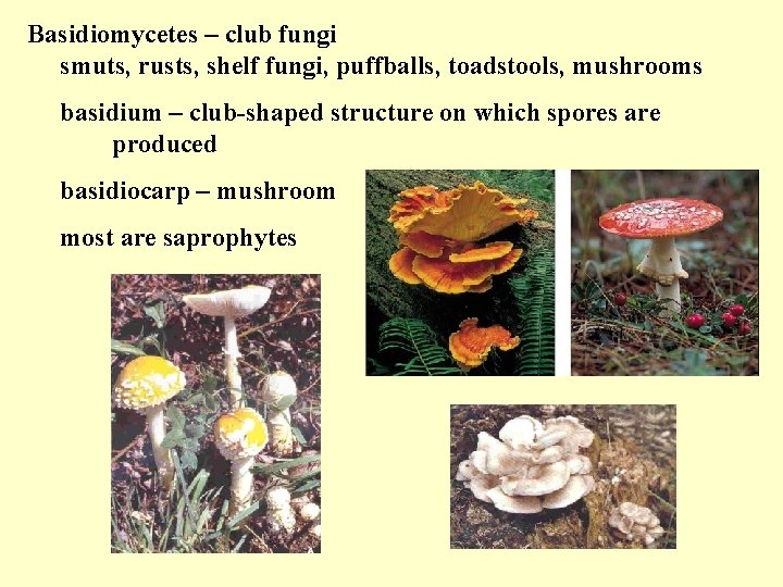 Basidiomycetes – club fungi smuts, rusts, shelf fungi, puffballs, toadstools, mushrooms basidium – club-shaped