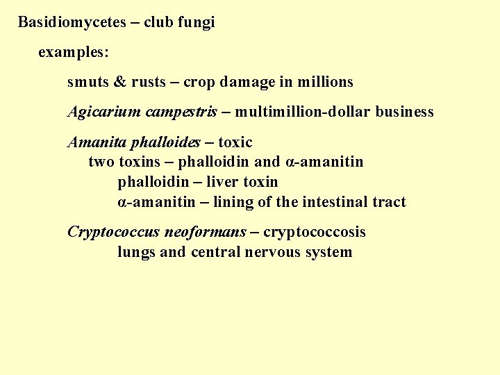 Basidiomycetes – club fungi examples: smuts & rusts – crop damage in millions Agicarium