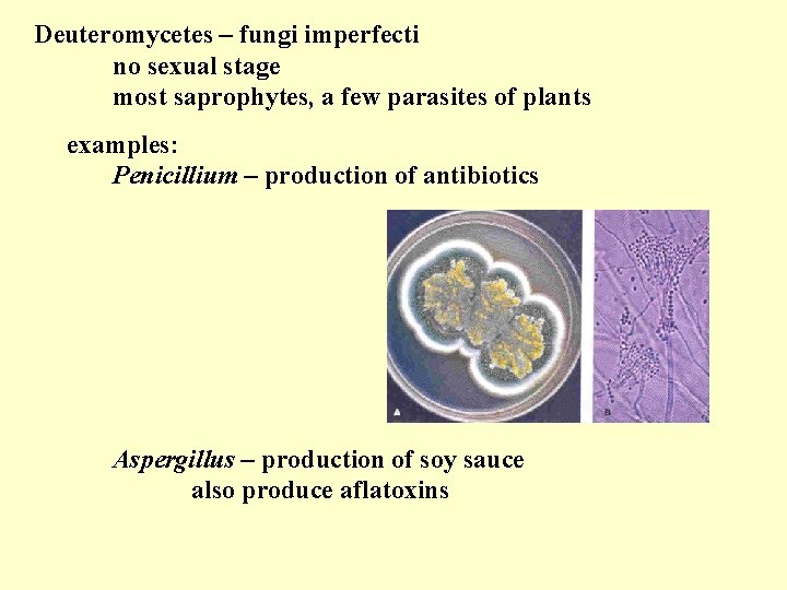 Deuteromycetes – fungi imperfecti no sexual stage most saprophytes, a few parasites of plants