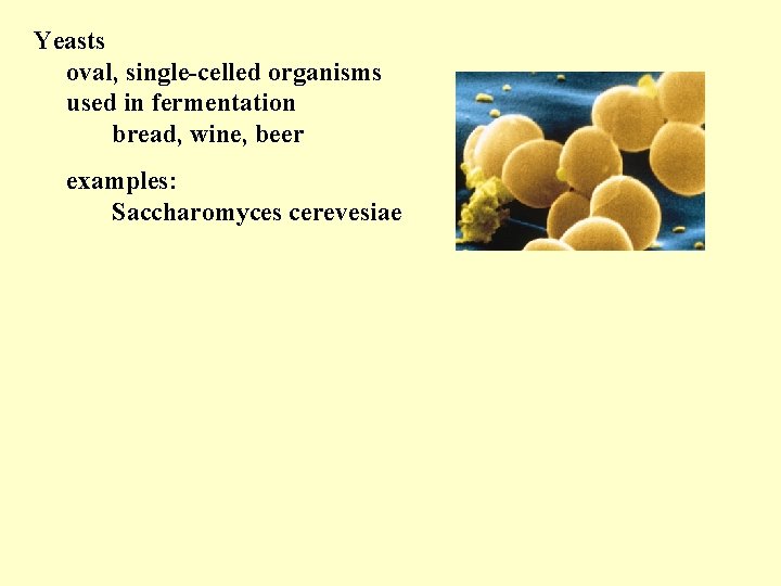 Yeasts oval, single-celled organisms used in fermentation bread, wine, beer examples: Saccharomyces cerevesiae 