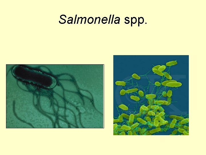 Salmonella spp. 