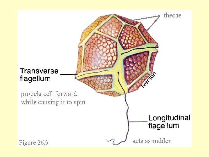 thecae propels cell forward while causing it to spin Figure 26. 9 acts as