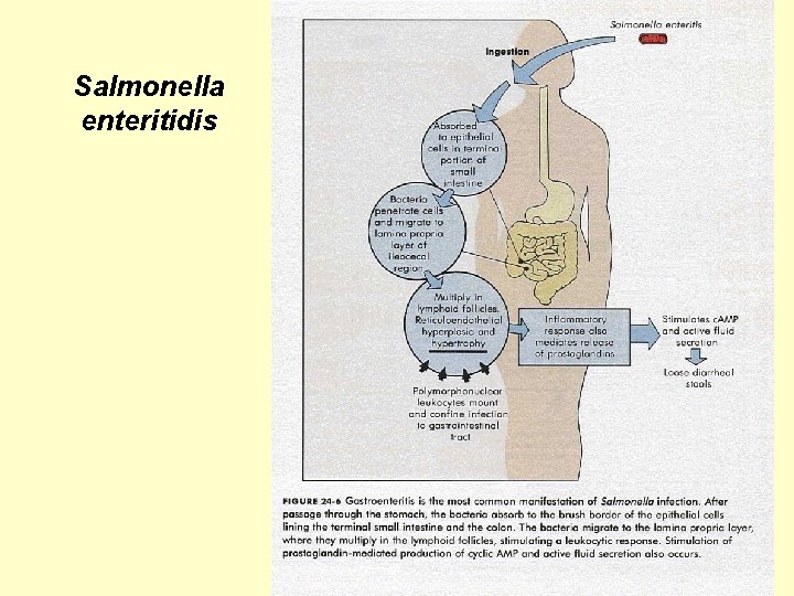 Salmonella enteritidis 