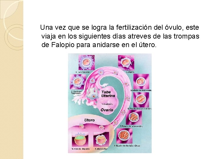 Una vez que se logra la fertilización del óvulo, este viaja en los siguientes