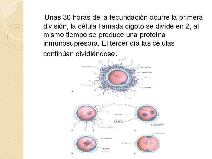 Unas 30 horas de la fecundación ocurre la primera división, la célula llamada cigoto