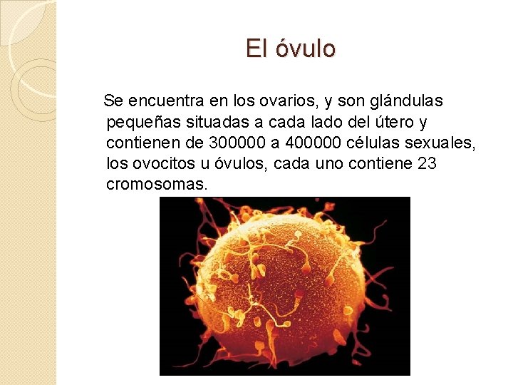 El óvulo Se encuentra en los ovarios, y son glándulas pequeñas situadas a cada