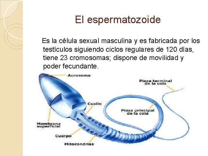 El espermatozoide Es la célula sexual masculina y es fabricada por los testículos siguiendo