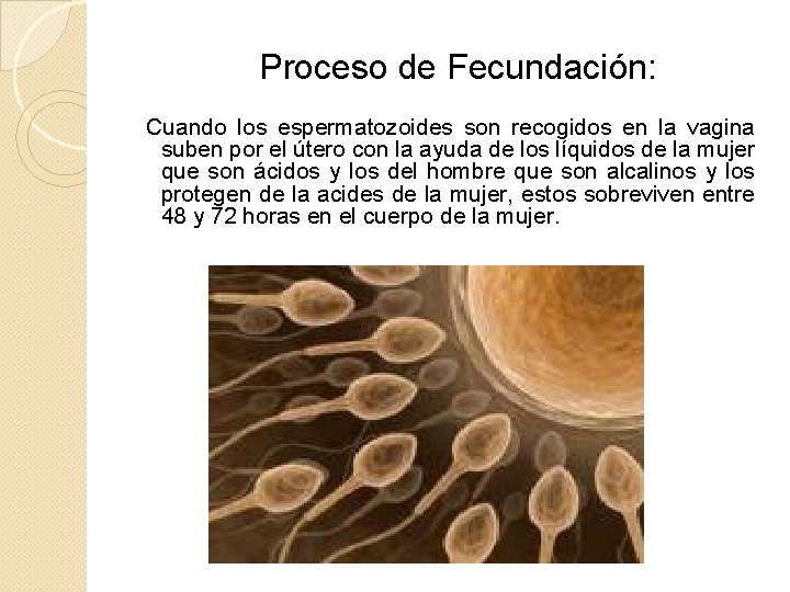 Proceso de Fecundación: Cuando los espermatozoides son recogidos en la vagina suben por el