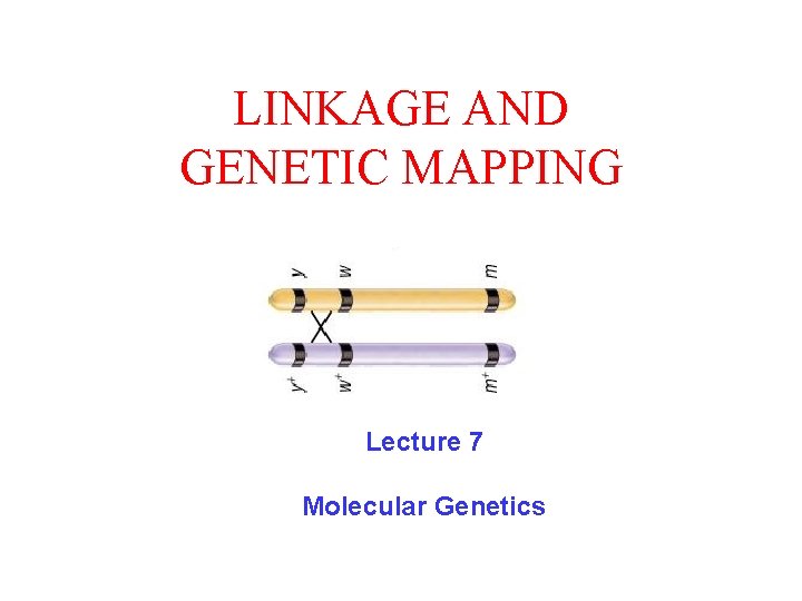 LINKAGE AND GENETIC MAPPING Lecture 7 Molecular Genetics 